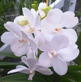 Vanda Diamond White - kvetoucí nebo nakvétající