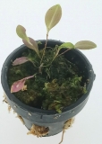 Lepanthes telipogoniflora