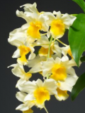 Dendrobium griffithianum x thyrsiflorum