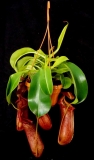  Nepenthes Rob
