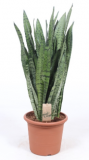 Sansevieria zeylanica - 85 cm