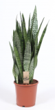 Sansevieria zeylanica - 80 cm