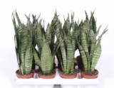 Sansevieria zeylanica - 30 cm