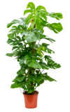 Monstera (Philodendron pertusem) - 130 cm