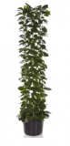 Hoya australis - 150 cm