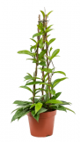 Hoya publicalix - 60 cm