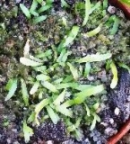 masožravá bublinatka Utricularia prehensilis