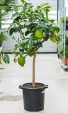 Citrus (Citrofortunella) cedro - 150 cm
