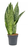 Sansevieria aubrytiana - 70 cm