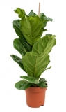 Ficus lyrata - 90 cm
