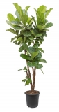 Ficus lyrata - 180 cm