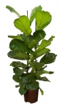 Ficus lyrata - 120 cm - hydroponie
