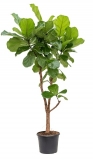 Ficus lyrata - 160 cm