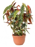Begonia maculata 