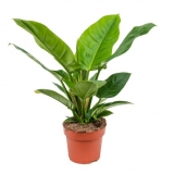 Philodendron 'Imperial Green´ - 55 cm