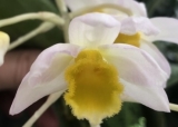 Dendrobium Mem. Christa Erdmann "Pink" x thyrsiflorum "Willmington School"