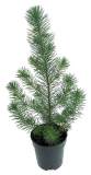borovice pínie - Pinus pinea ´Silver Crest´