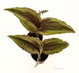 Malaxis calophylla