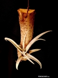 Tillandsia chiapaensis