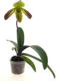 Paphiopedilum venustum x philippinense