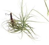 Tillandsia Holm´s Capricorn (straminea × caerulea)