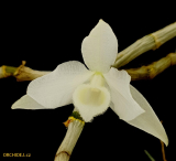 Dendrobium parishii var. alba - navázána