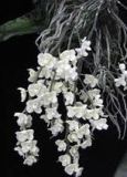 Chiloschista viridiflava var alba - navázána