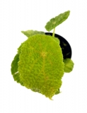 Begonia microsperma (ficifolia) 