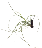 Tillandsia baileyi var. vivipara