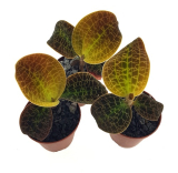 Dossinia marmorata (Macodes lowii)