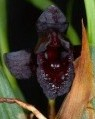 Maxillaria schunkeana 