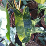 Philodendron burle-marxii ´Variegata´