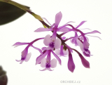 Epidendrum ´Anika´