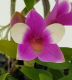 Dendrobium cuthbertsonii x sulawesiense - kvetoucí