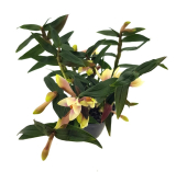Dendrobium cuthbertsonii x sulawesiense - kvetoucí