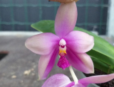 Phalaenopsis (micholitzii x Jennifer Palermo) x (tetraspis x mariae) x bellina
