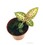 Goodyera schlechtendaliana ´Nishikiran´
