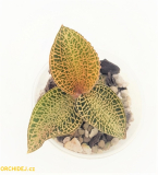 Anoectochilus roxburghii Yellow