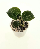 Ludisia ´Lemon´