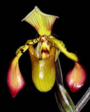 Paphiopedilum richardianum