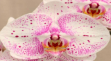 Phalaenopsis Stardust