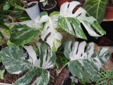 Monstera deliciosa ´Variegata´