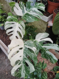 Monstera deliciosa ´Variegata´