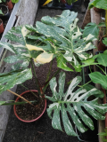Monstera deliciosa ´Thai Constelation´