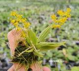 Zygostates lunata x obliqua
