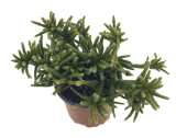 Rhipsalis 