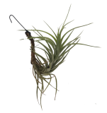 Tillandsia tenuifolia hart