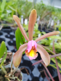 Cattleya forbesii 