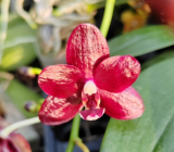 Phalaenopsis Natsumes Berry 