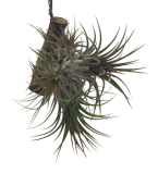 Tillandsia ionantha var. striata Red Wine